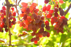 iStock_000075098631_XXXLarge